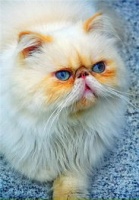 宠物猫抓玩具怎么处理