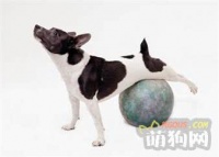 狗狗减肥的五个运动工具