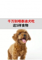 泰迪的饮食指南——可口的食物选择（探索泰迪宠物犬最喜欢的食物，满足它们的味蕾和营养需求）