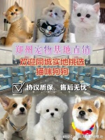 郑州最大的宠物市场在哪里?这里安全可靠能挑选心仪的宠物哦