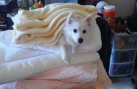 美国爱斯基摩犬的饲养要点有哪些