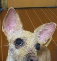 宠物皮肤问题大解析——快速辨识与轻松应对（教你识别6种常见宠物皮肤病，让宠物远离困扰）