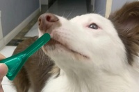 宠物驱虫怎么驱，给宠物体内外驱虫的方法 — 喵萌网