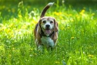 z狗身体上跳蚤用什么方法能清除？实战指南