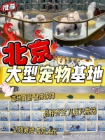 北京买宠物猫狗哪里便宜?这里实体店选购宠物，安全更值得信赖