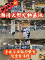 湖州买宠物猫狗哪里便宜?这里安全可靠还能实地选宠物不虚此行