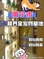 南宁买宠物猫狗哪里比较安全?这儿有实体店可选，放心大胆挑吧