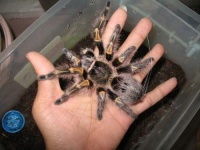 巴西巨人金直间的外形特点 – 大博雅盆景园