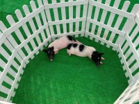 出售香猪租赁 狗熊出租