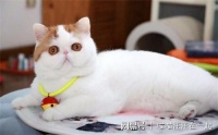 猫主食罐头一天喂多少，猫主食罐头一天吃多少克