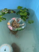 乌龟慢生活大改造：从“躺平大师”到“作息标兵”的蜕变指南