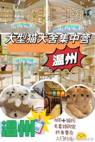 温州哪里卖宠物猫狗的选择性多?这里专业安全可亲自挑选宠物