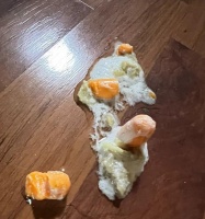 狗狗吃异物后多久能拉出来？（探究狗狗消化系统对异物的处理能力）