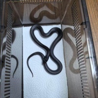 墨西哥黑王 黑王蛇 宠物蛇