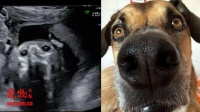 第一次看儿子超音波照 女惊见“狗狗分身”傻：和宠物犬长一样