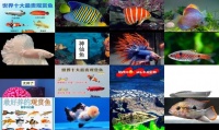 十大最贵淡水宠物鱼