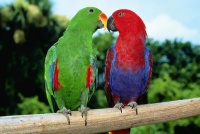 折衷鹦鹉进入断奶期？别慌，科学过渡技巧来了！