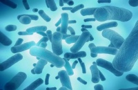 营养对猪肠道微生物的调控，平常饲喂日粮需要如何调整？