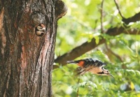 如何科学守护蓝天精灵？——专家为你科普鸟类保护知识