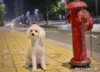 铲屎官注意啦！这些小技巧可以防止狗狗走丢