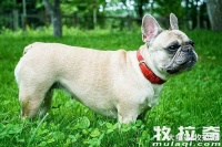 怎样杜绝狗狗外出走丢?