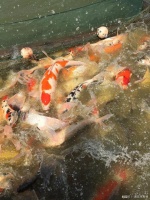 鱼饲料的选购建议 专家来支招