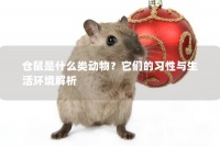 仓鼠是什么类动物？它们的习性与生活环境解析