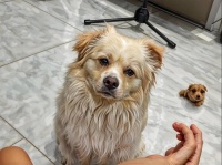 家里想养金丝熊？先看看它的生活习性再说！