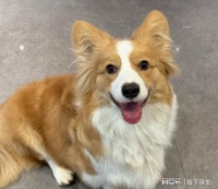 什么牌子的狗粮质量好又不贵？高质量狗粮最新排名前3分享