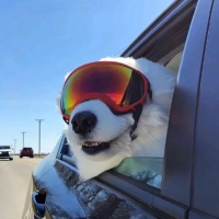 哪种狗粮性价比高？推荐十大品牌，营养均衡更健康！