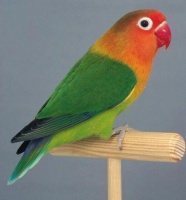 大头鹦鹉繁殖季节是何时呢？