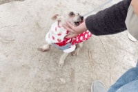 老年人喂的宠物狗怎么喂