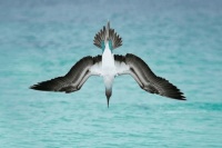 小型犬怀孕晚期吃什么好，小型犬怀孕晚期吃什么好呢