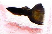 组图：广州观赏鱼大赛 5冠军鱼角逐“王中王”