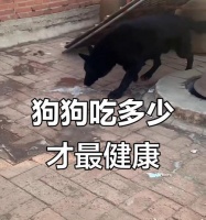 合理判断狗狗每顿所需粮食量的方法（如何确定狗狗的饮食量，让它健康成长）
