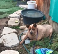 狗狗因太胖被遗弃，幸好遇好心人，减肥成功逆袭成小鲜肉