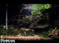 大型原生鱼缸造景设计：原生溪流缸造景教学包括造景步骤、材料选择和维护技巧？