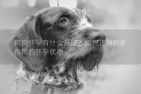 狗狗怀孕有什么反应？如何正确判断狗狗的怀孕状态