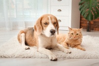 宠物减肥营收费过万：是科学刚需，还是新型“铲屎官税”？