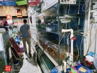 海口府城这家观赏鱼店很有“魅力”
