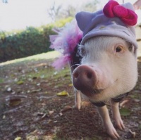 伴主人度过黑暗岁月的疗愈天使宠物猪