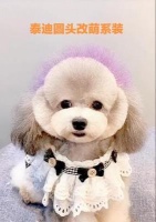 泰迪美容装扮，点亮贵宾犬新时代（以宠物为主，打造个性独特的泰迪造型）