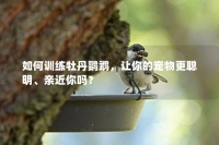 如何训练牡丹鹦鹉，让你的宠物更聪明、亲近你吗？