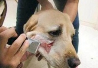 宠物狗回血繁殖探讨