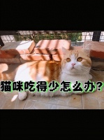 小猫有多少吃多少