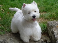 西高地白梗：活泼勇敢的小白犬