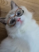 一家超有爱的宠物店，仙女布偶的专属spa