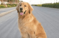 黑色金毛是不是纯种？黑色金毛是什么种类？