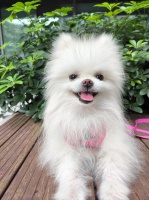 是大橙鸭！：2025年中国宠物市场深度剖析与未来趋势展望
在人类社会的发展进程中，宠物逐渐成为家庭中不可或缺的一员，它们以其独特的方式给予我们陪伴、慰藉与支持。而围绕这一特殊的家庭成员，一个庞大的宠物经济体系悄然兴起。本文将深入分析2025年中国宠物市场的现状，并洞察其未来的发展趋势，旨在为读者描绘一幅关于宠物与人之间深厚情感纽带及其背后经济现象的生动画卷。
一、宠物经济的崛起背景与意义
宠物角色...