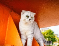 宠物空气净化器哪个牌子好？宠物空气净化器买哪种好？